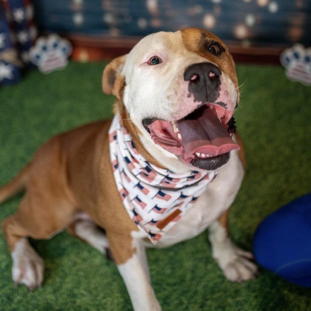 Dolly, a Adoptable mixed breed in Aberdeen, NC image 4/6