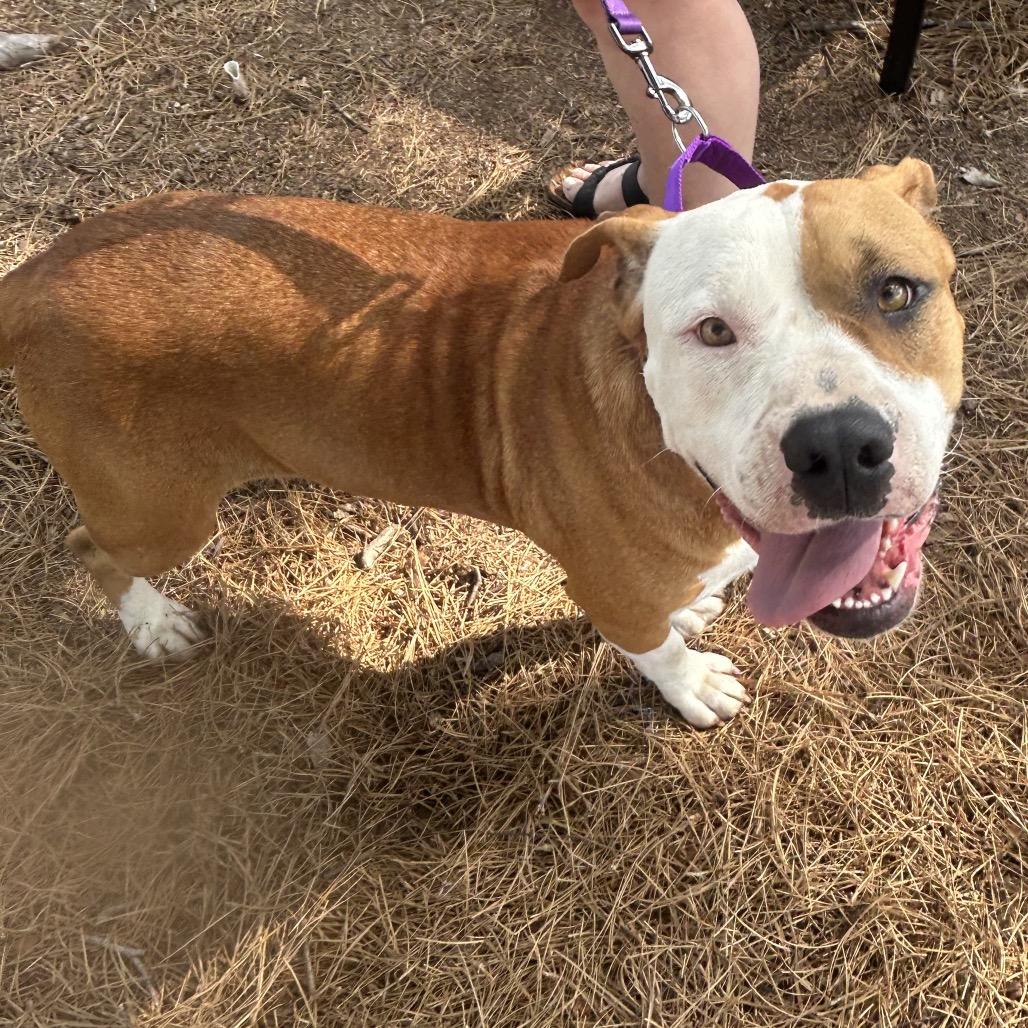 Dolly, a Adoptable mixed breed in Aberdeen, NC image 5/6