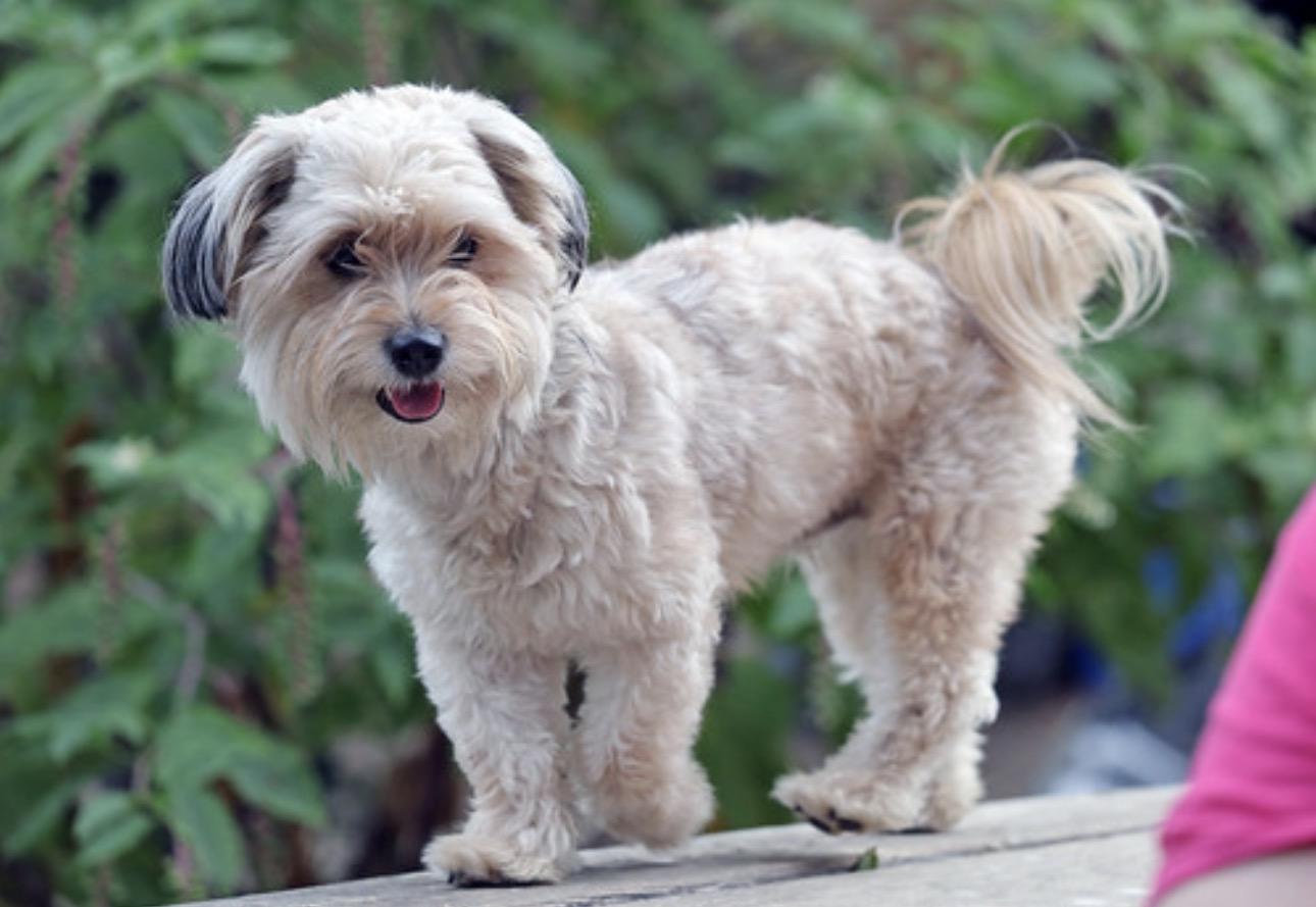 Enlarge Tofu, a Adopted mixed breed in Petaluma, CA image 3/4