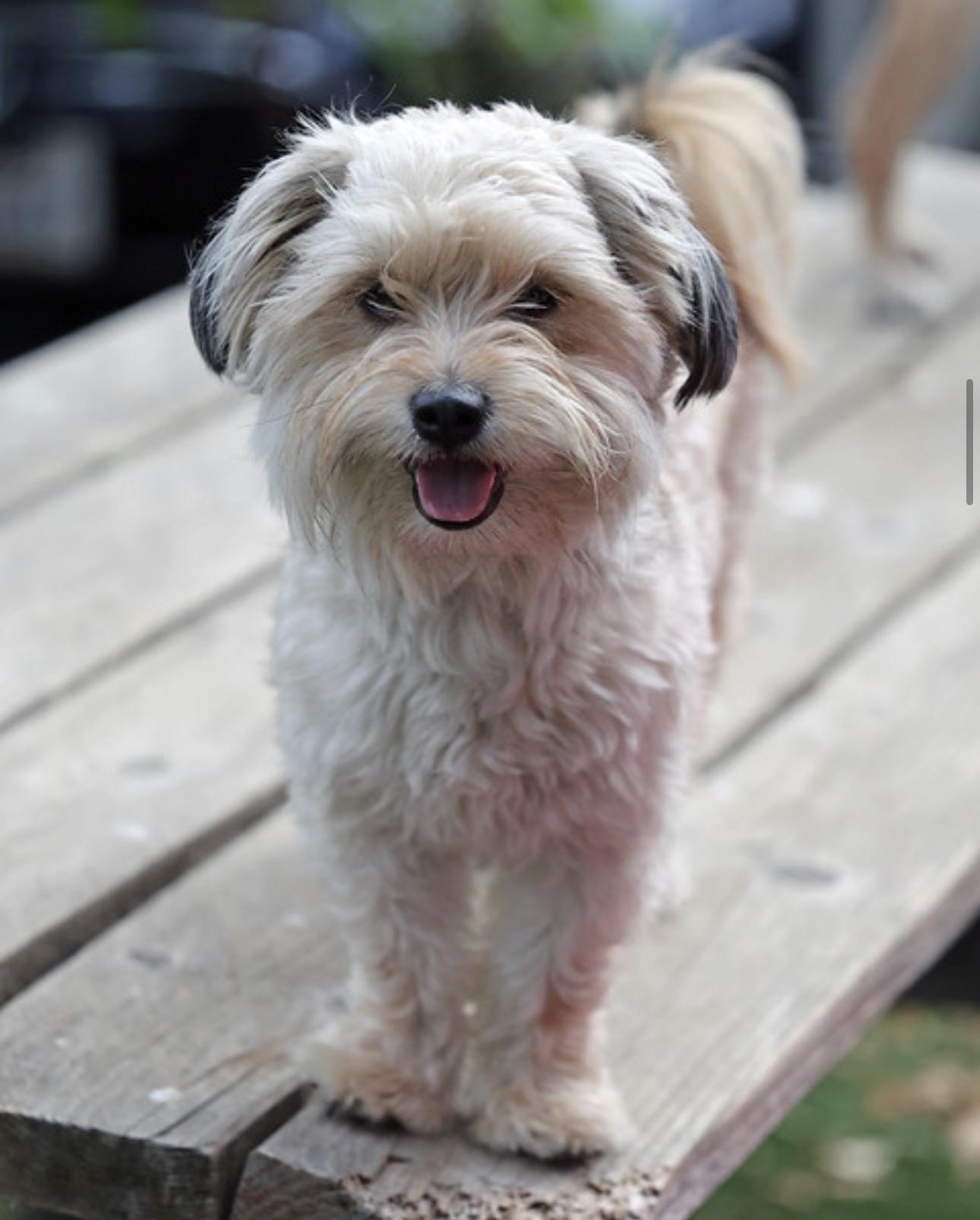 Enlarge Tofu, a Adopted mixed breed in Petaluma, CA image 1/4