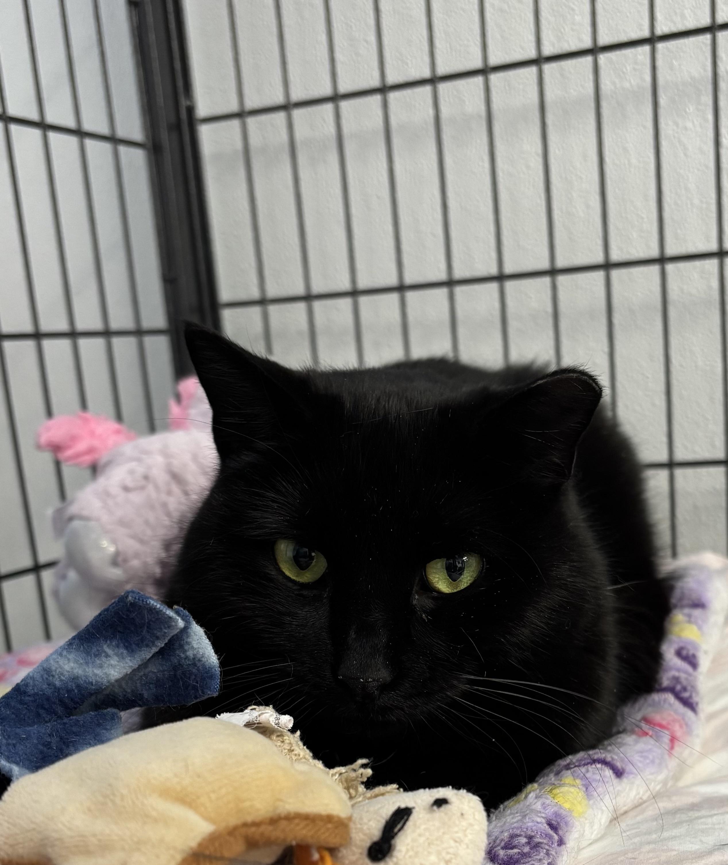 Ms. Einstein, adopted, Adult Female Domestic Short Hair.