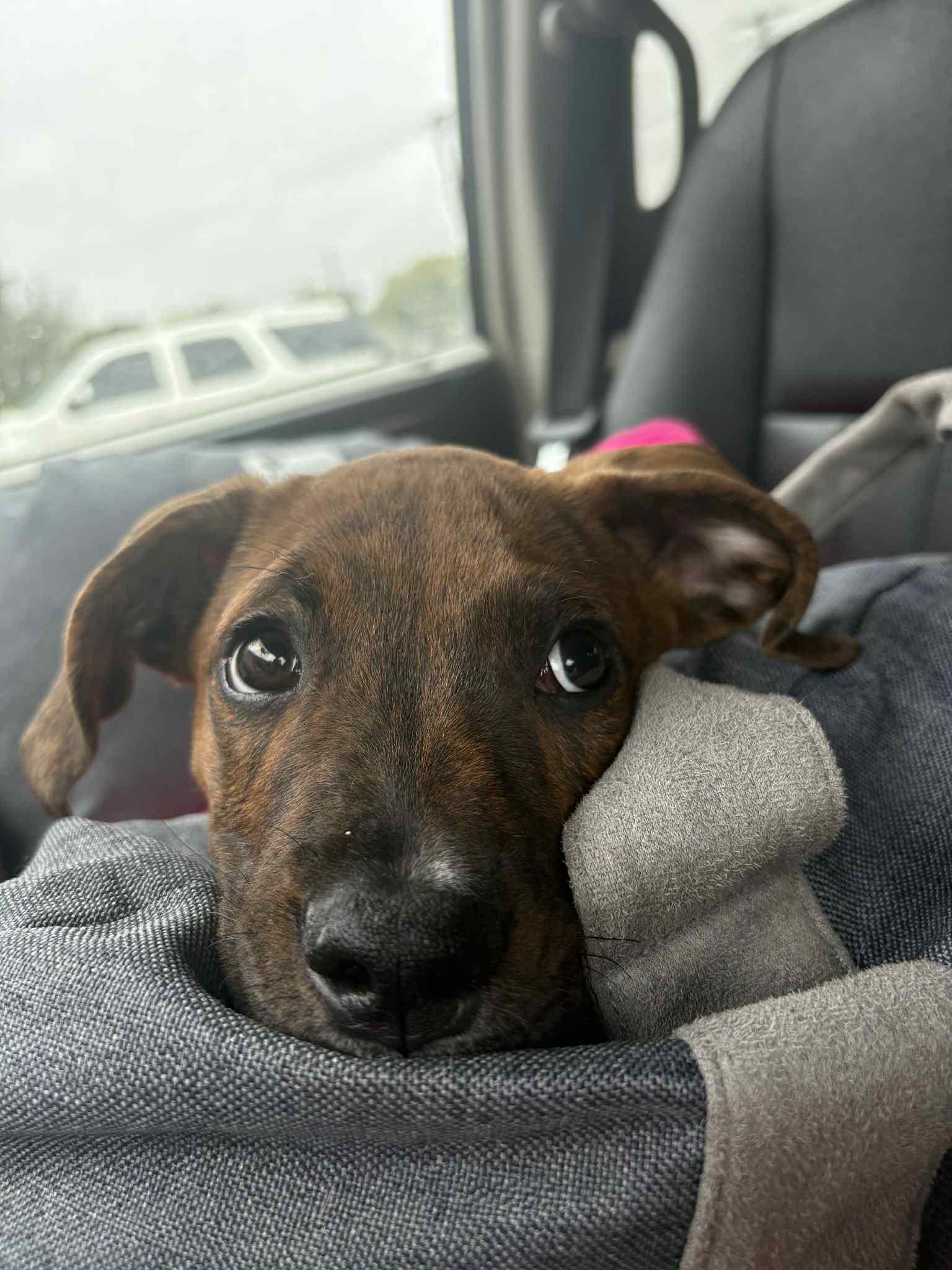 Enlarge Oogie Boogie, a Adopted mixed breed in Kansas City, MO image 1/4