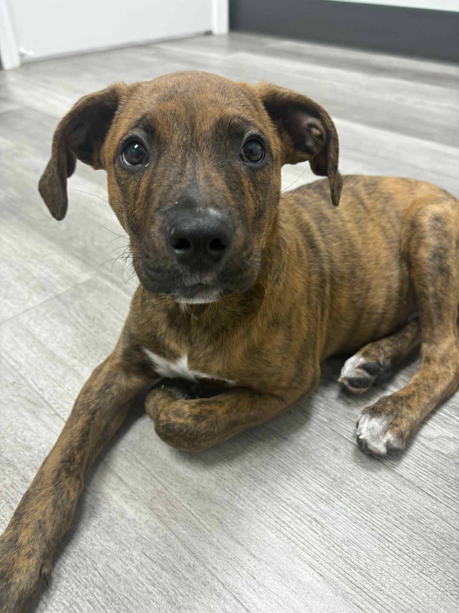 Enlarge Oogie Boogie, a Adopted mixed breed in Kansas City, MO image 3/4