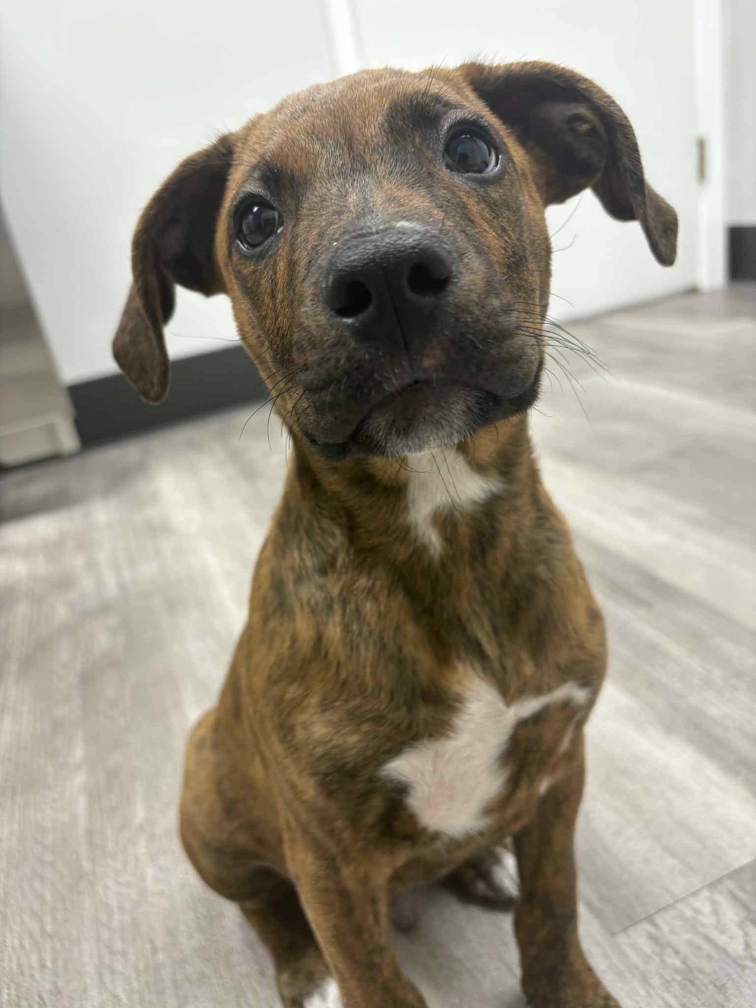 Enlarge Oogie Boogie, a Adopted mixed breed in Kansas City, MO image 4/4