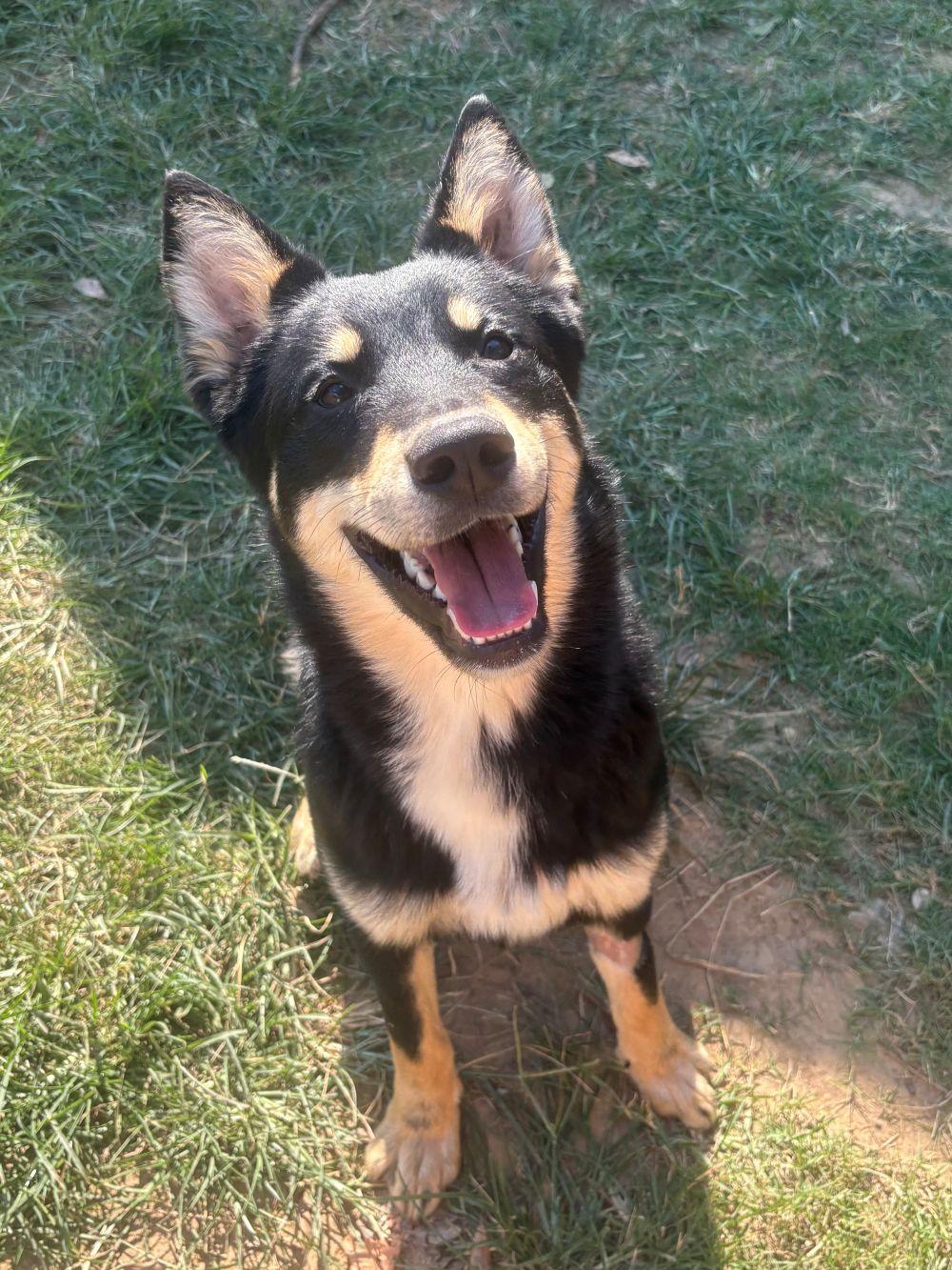 Enlarge 261447  Chekov, a Adoptable mixed breed in Wetumpka, AL image 1/3