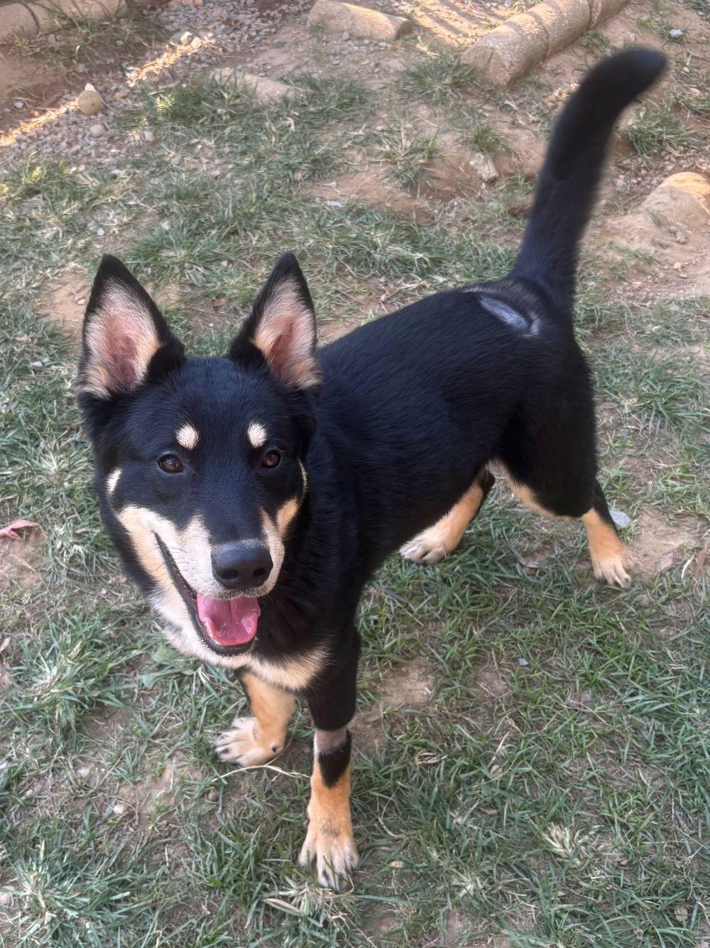 Enlarge 261447  Chekov, a Adoptable mixed breed in Wetumpka, AL image 2/3