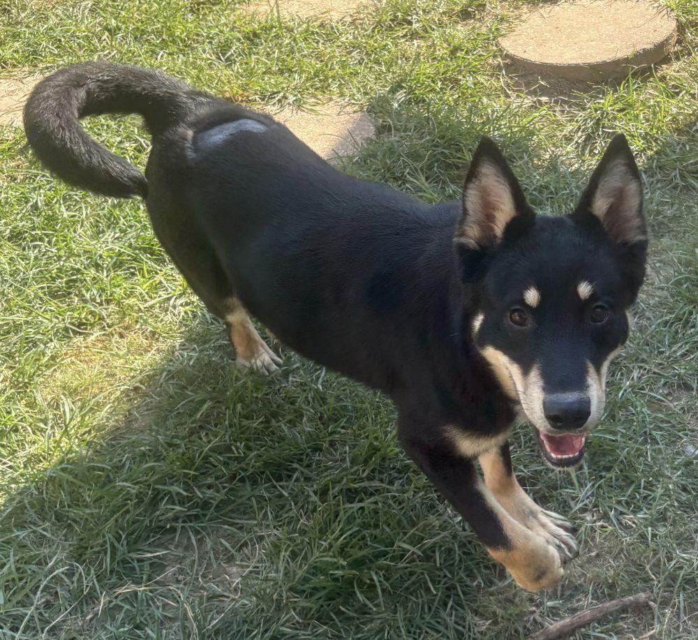 Enlarge 261447  Chekov, a Adoptable mixed breed in Wetumpka, AL image 3/3