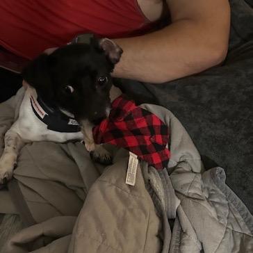 Enlarge Margo, a Adoptable Chihuahua in Katy, TX image 1/6