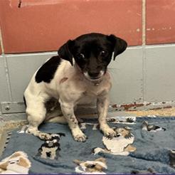 Enlarge Margo, a Adoptable Chihuahua in Katy, TX image 2/6