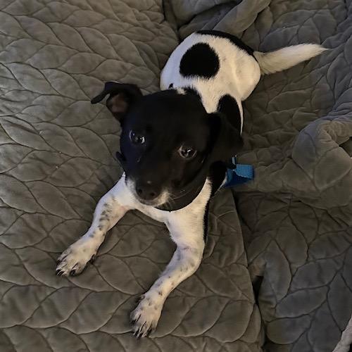 Enlarge Margo, a Adoptable Chihuahua in Katy, TX image 3/6