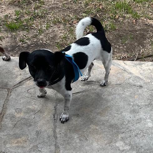 Enlarge Margo, a Adoptable Chihuahua in Katy, TX image 4/6