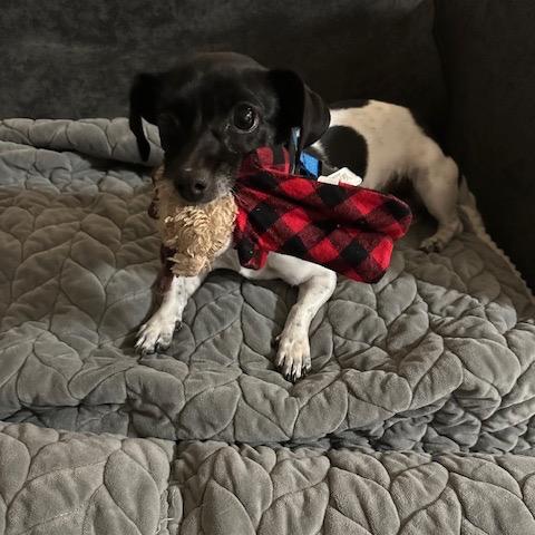 Enlarge Margo, a Adoptable Chihuahua in Katy, TX image 5/6