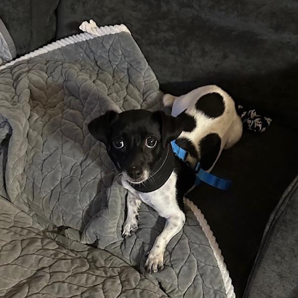 Enlarge Margo, a Adoptable Chihuahua in Katy, TX image 6/6