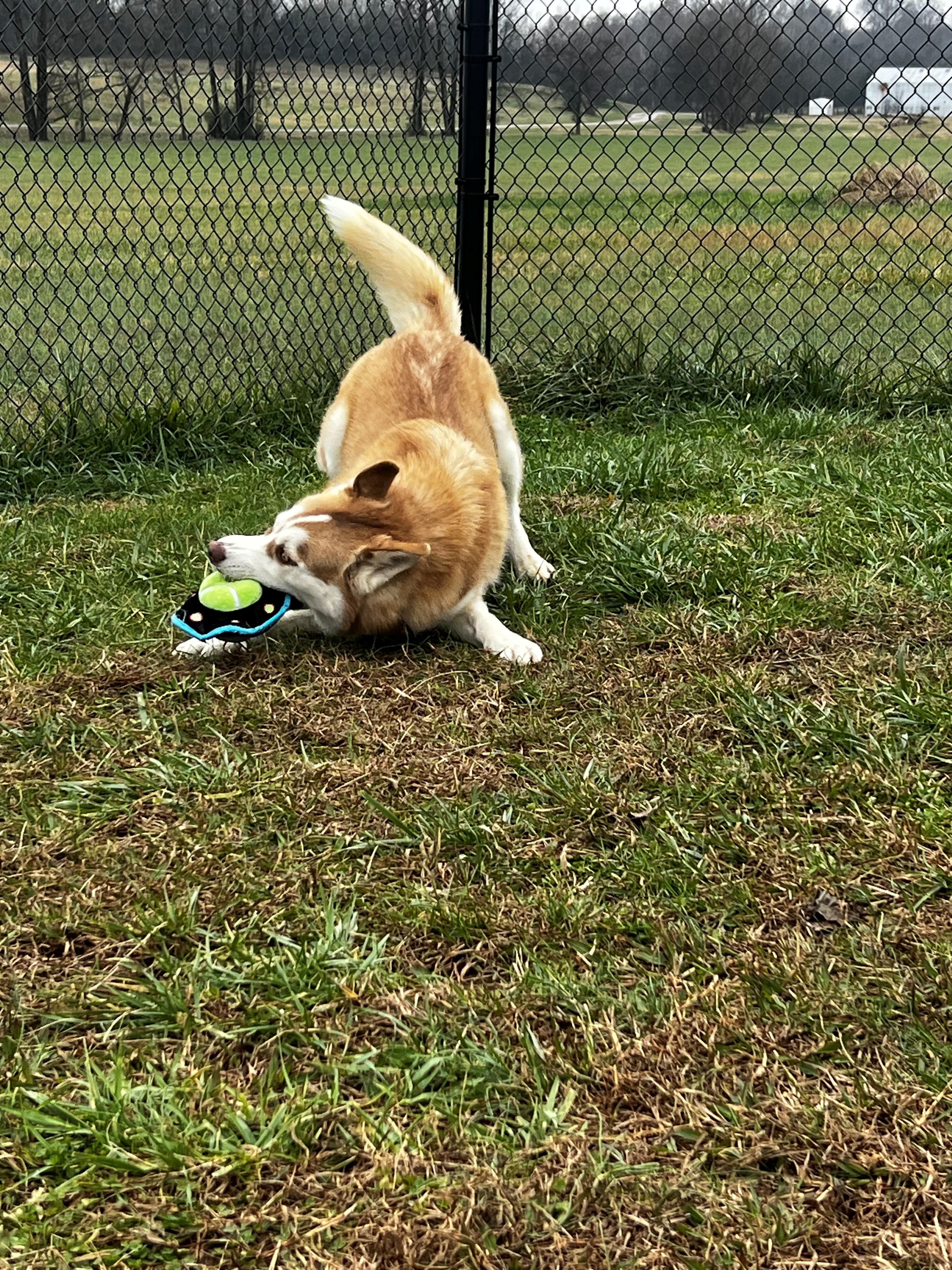 Chevy, a ADOPTABLE Husky in Lebanon, TN image 1/3