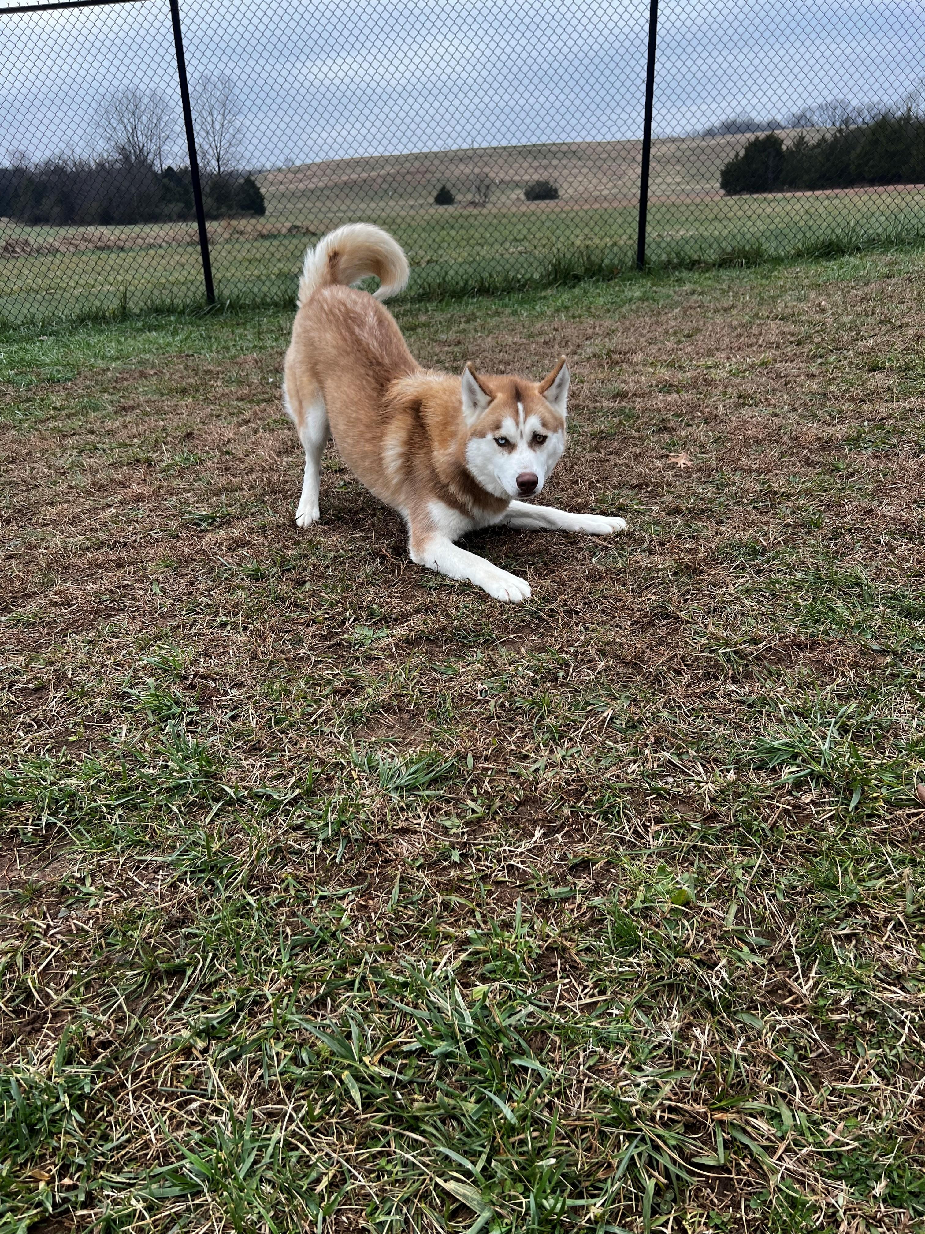 Chevy, a ADOPTABLE Husky in Lebanon, TN image 2/3