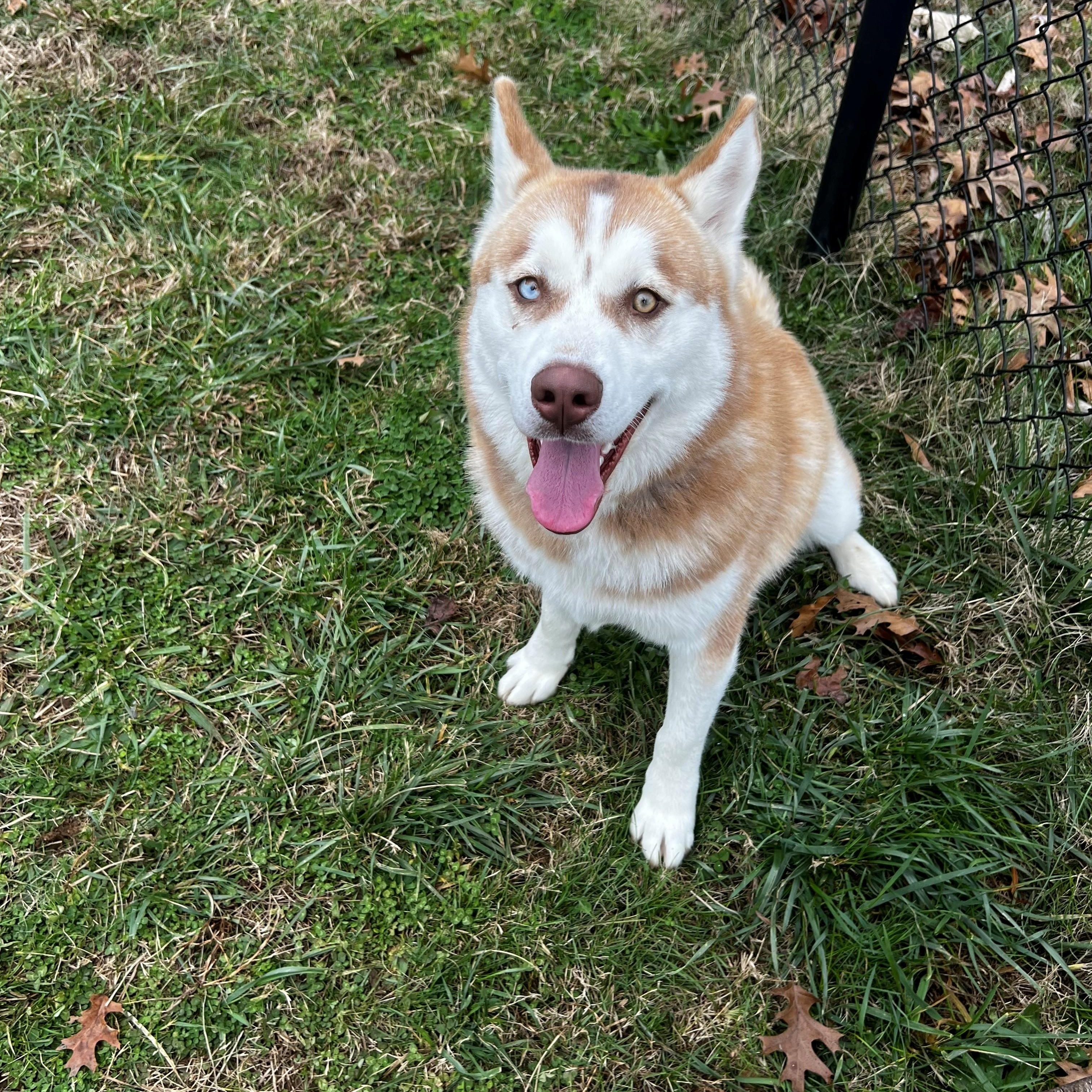 Chevy, a ADOPTABLE Husky in Lebanon, TN image 3/3