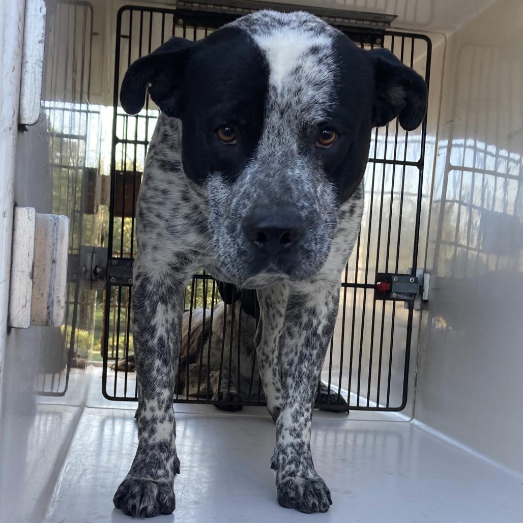 Bud Ray, Adoptable, Adult Male Australian Cattle Dog / Blue Heeler.