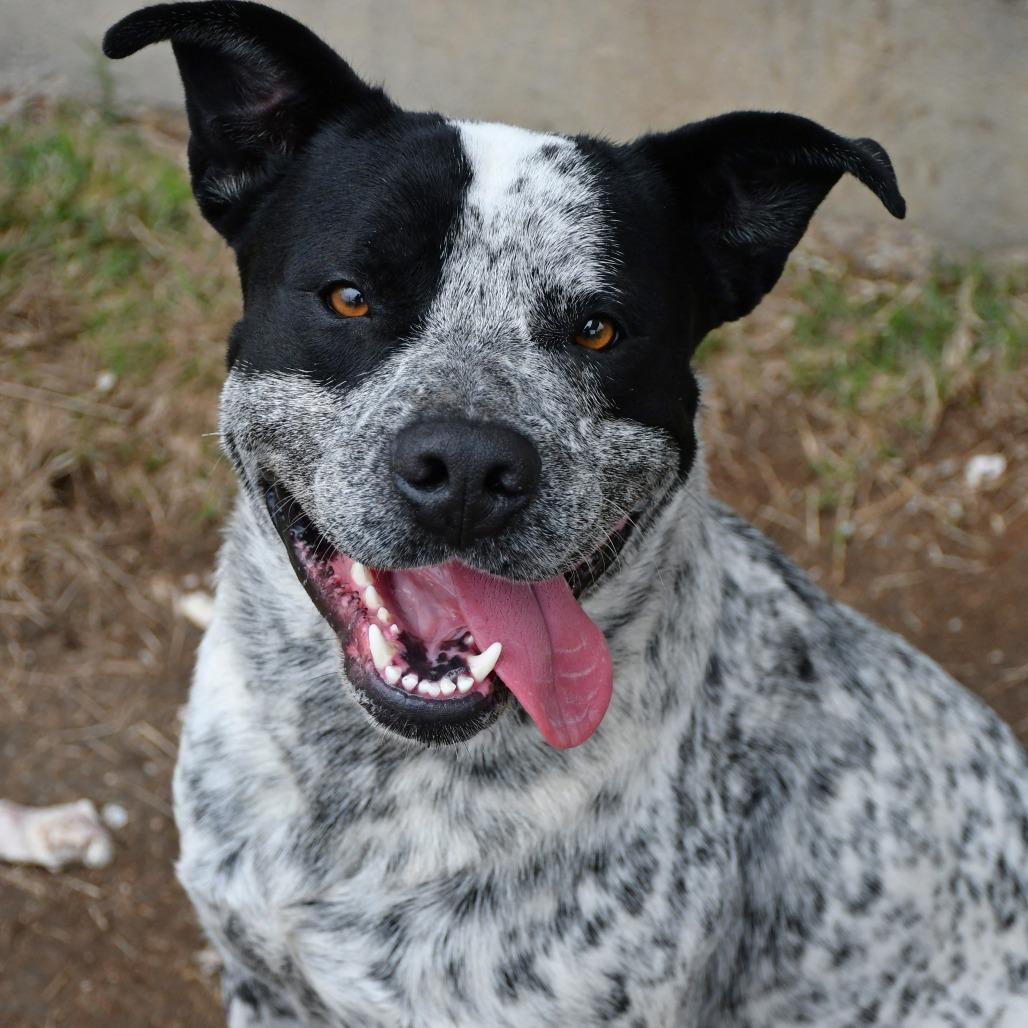 Enlarge Bud Ray, a Adoptable Australian Cattle Dog / Blue Heeler in Beaumont, TX image 2/6