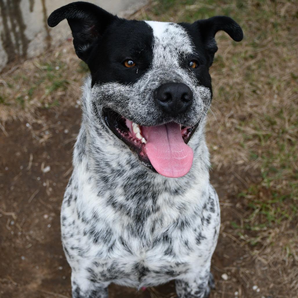 Enlarge Bud Ray, a Adoptable Australian Cattle Dog / Blue Heeler in Beaumont, TX image 3/6