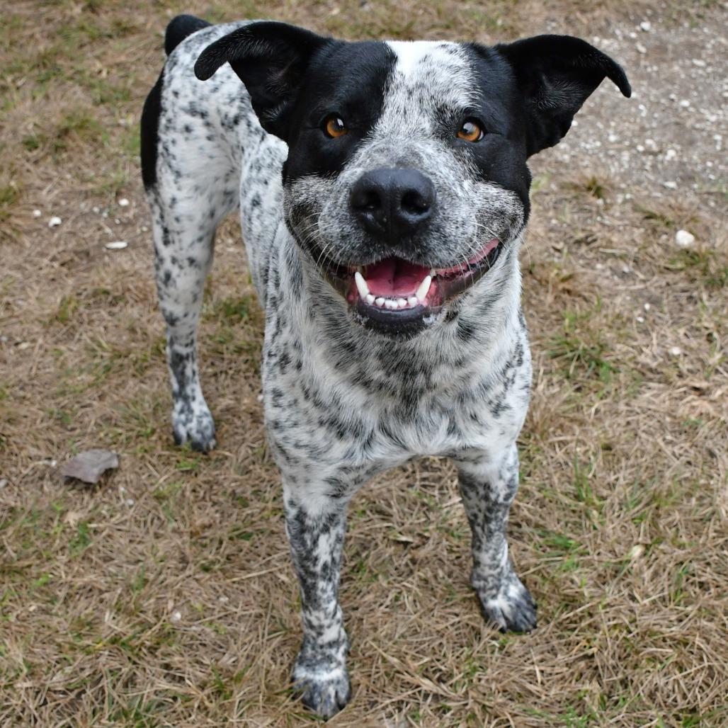Enlarge Bud Ray, a Adoptable Australian Cattle Dog / Blue Heeler in Beaumont, TX image 4/6