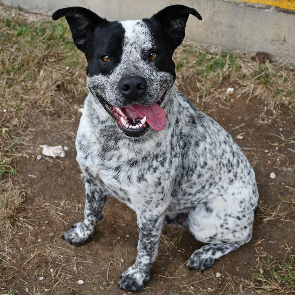 Enlarge Bud Ray, a Adoptable Australian Cattle Dog / Blue Heeler in Beaumont, TX image 5/6
