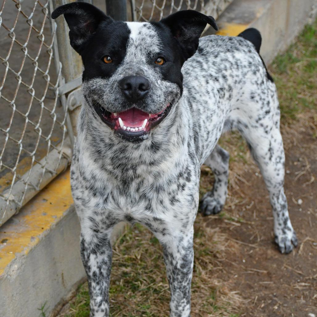 Enlarge Bud Ray, a Adoptable Australian Cattle Dog / Blue Heeler in Beaumont, TX image 6/6
