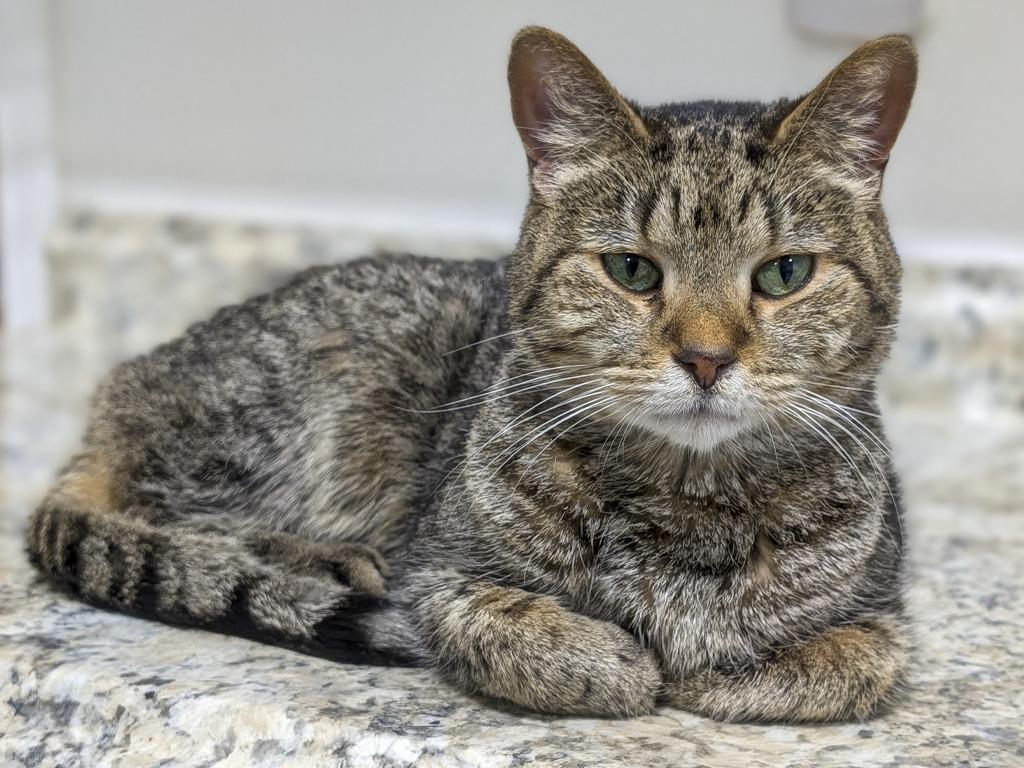 Horatio, a Adoptable mixed breed in Powell, OH image 2/2