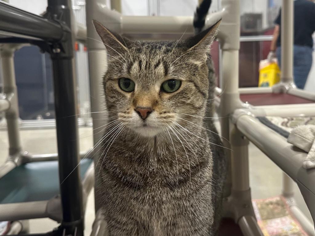 Horatio, Adoptable, Senior Male Domestic Short Hair & Tabby.