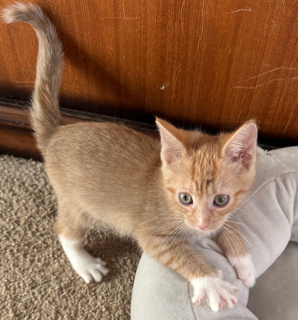 Lily, Adoptable, Young Female Domestic Short Hair.