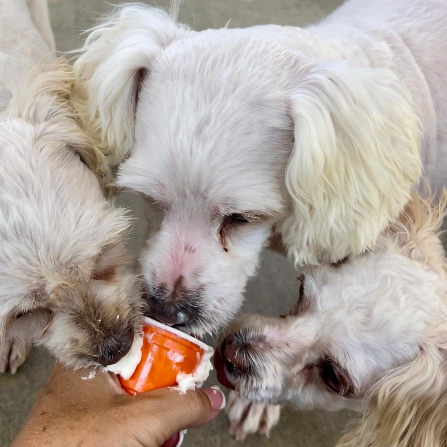 Dog for adoption Sanderson Sisters (Mary, Winifred, Sara), a Maltipoo