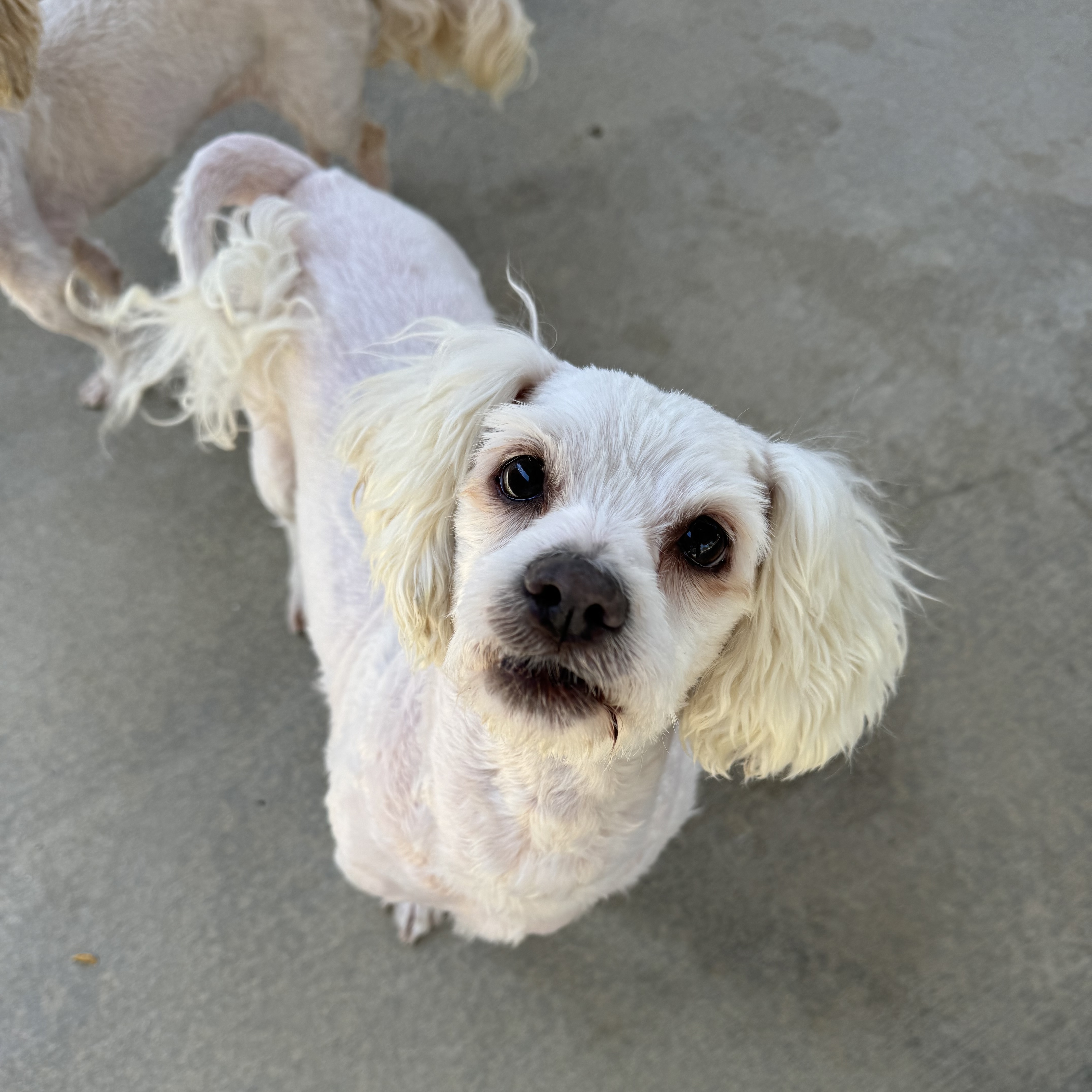 Dog for adoption Sanderson Sisters (Mary, Winifred, Sara), a Maltipoo