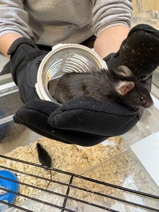 Enlarge Illinois, a Adoptable Mouse in Bellevue, WA image 1/2