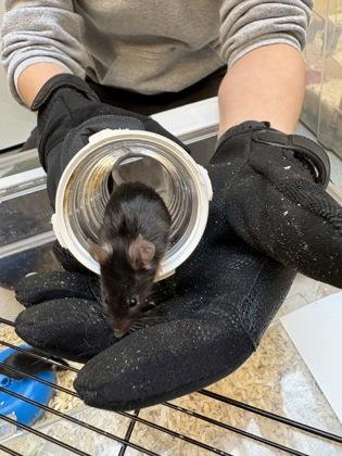 Enlarge Illinois, a Adoptable Mouse in Bellevue, WA image 2/2