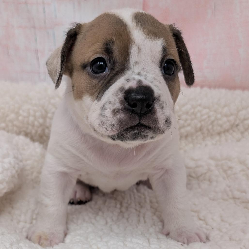 Enlarge Kiss, a Adoptable mixed breed in Durham, NC image 1/6