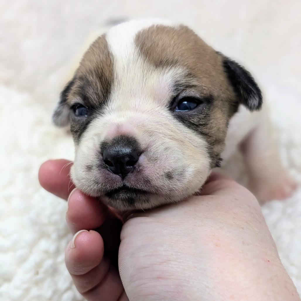 Enlarge Kiss, a Adoptable mixed breed in Durham, NC image 4/6