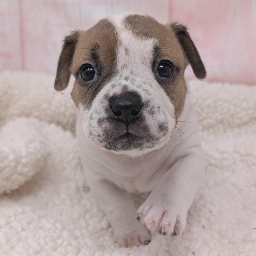 Enlarge Kiss, a Adoptable mixed breed in Durham, NC image 5/6