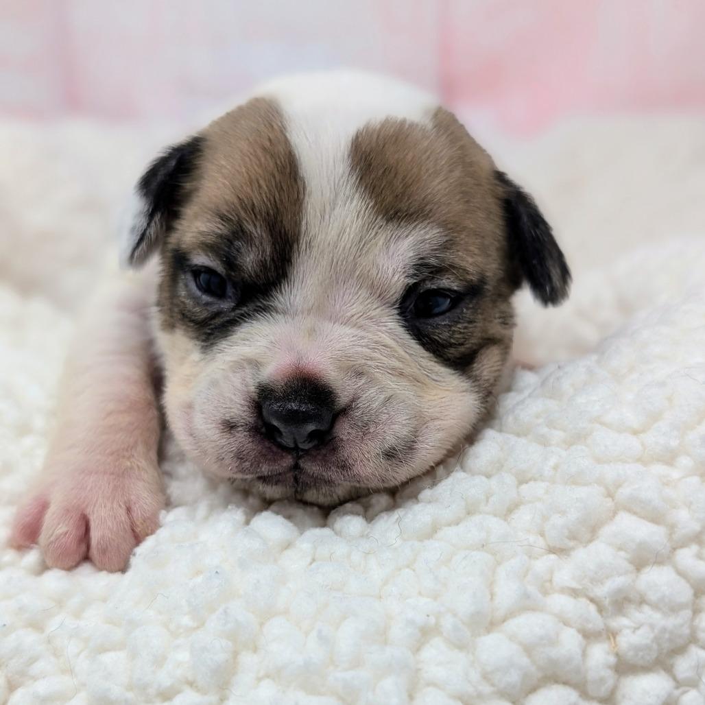 Enlarge Kiss, a Adoptable mixed breed in Durham, NC image 6/6