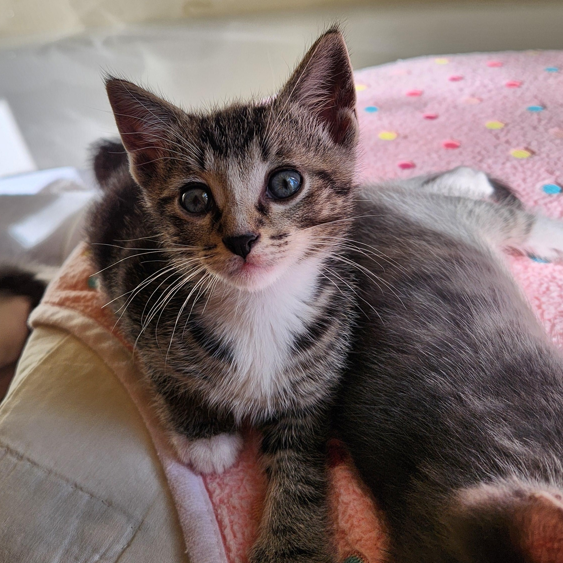 Mickey, ADOPTABLE, Kitten Male Domestic Short Hair & Tabby.