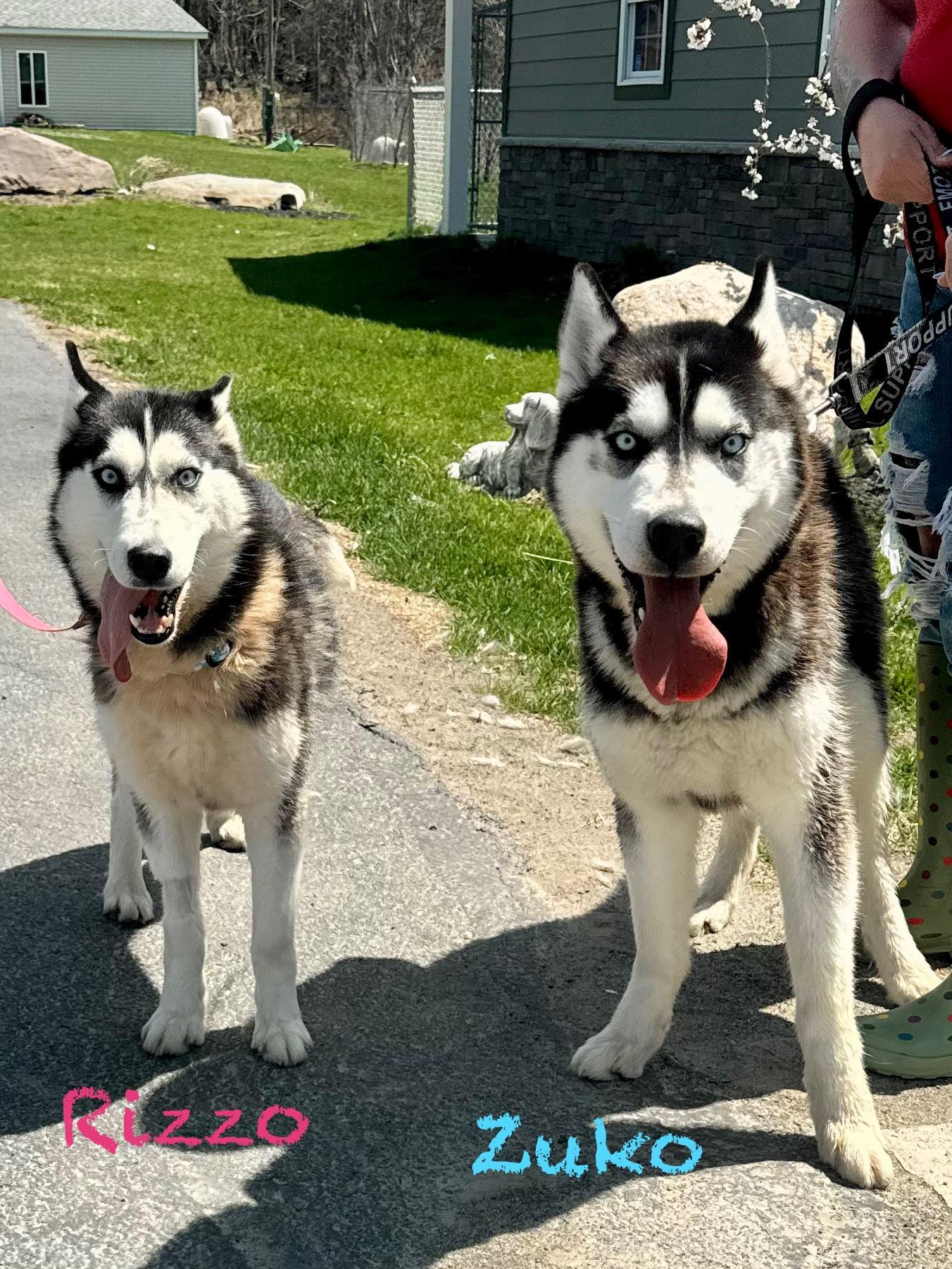 Zuko, Adult Male Husky
