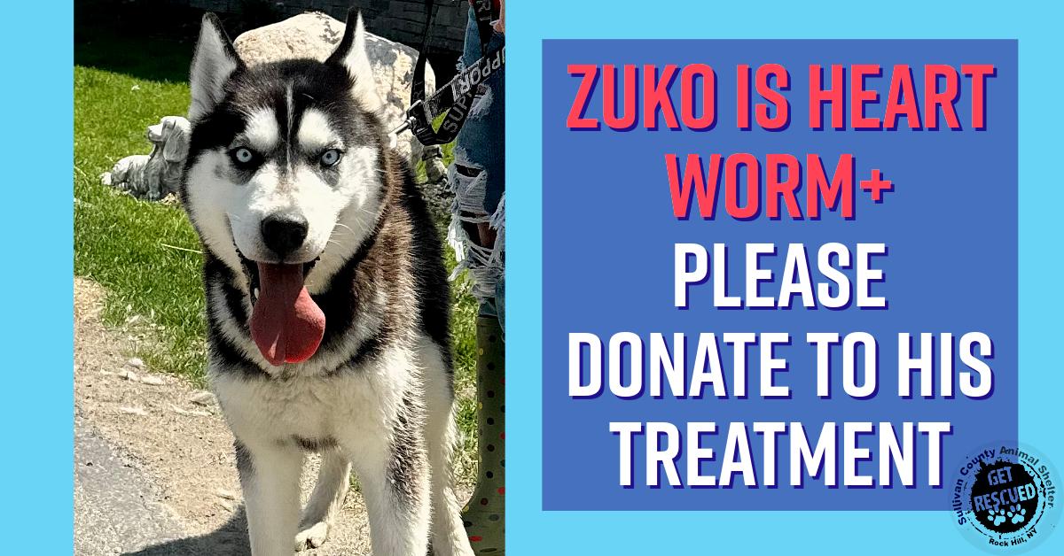 Zuko photo 4