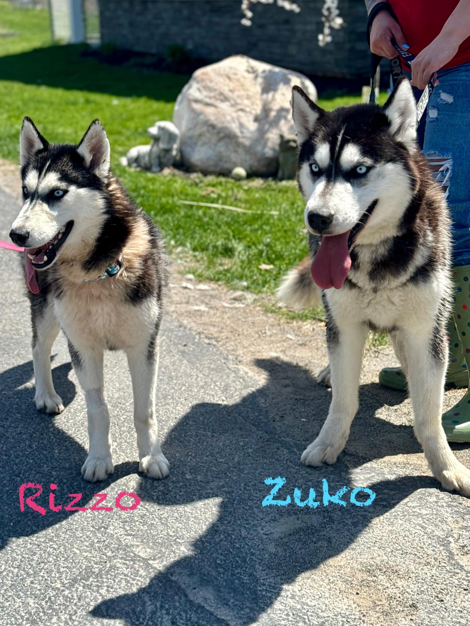 Zuko photo 3