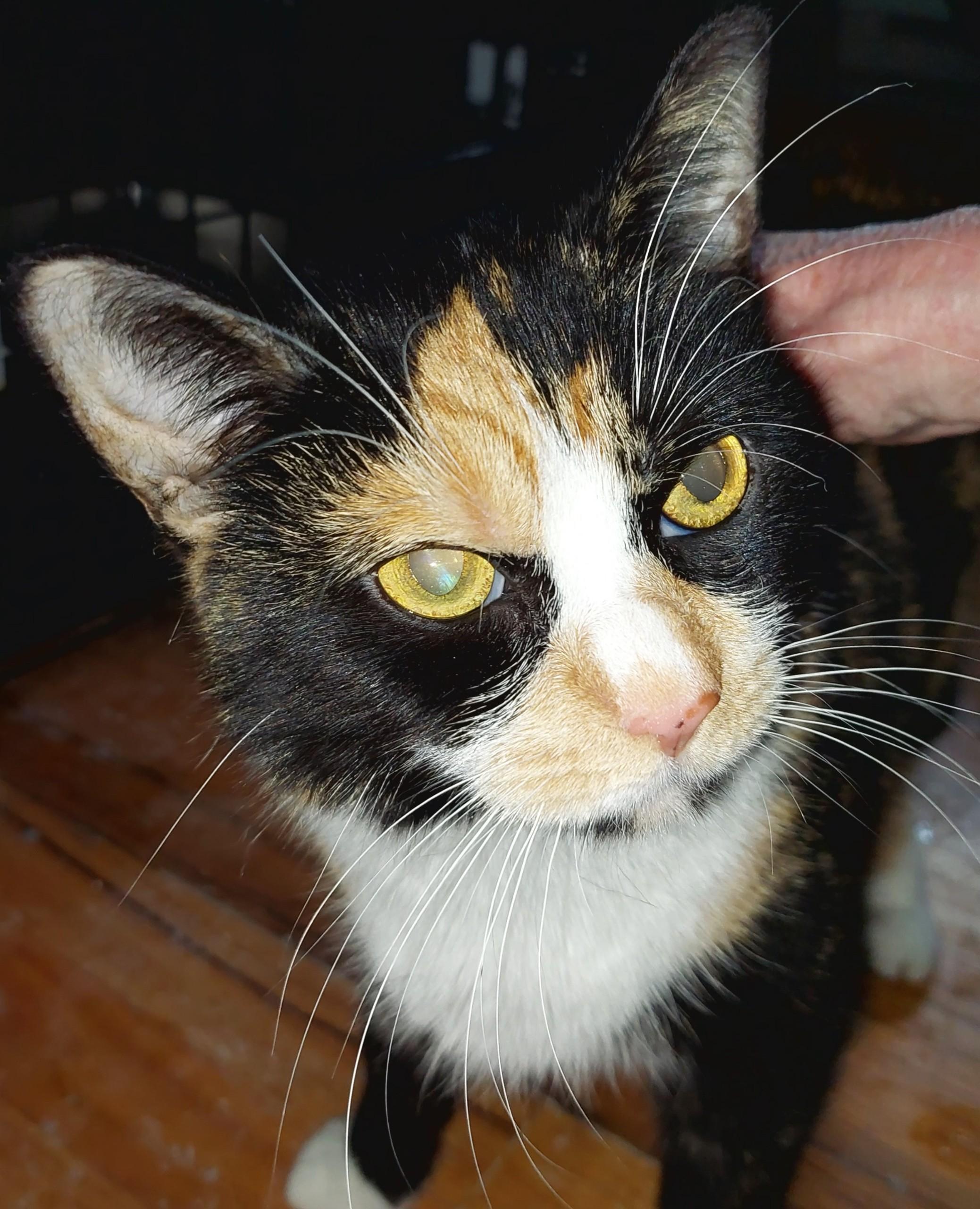 Enlarge Dahlia, a Adoptable mixed breed in BREINIGSVILLE, PA image 5/6