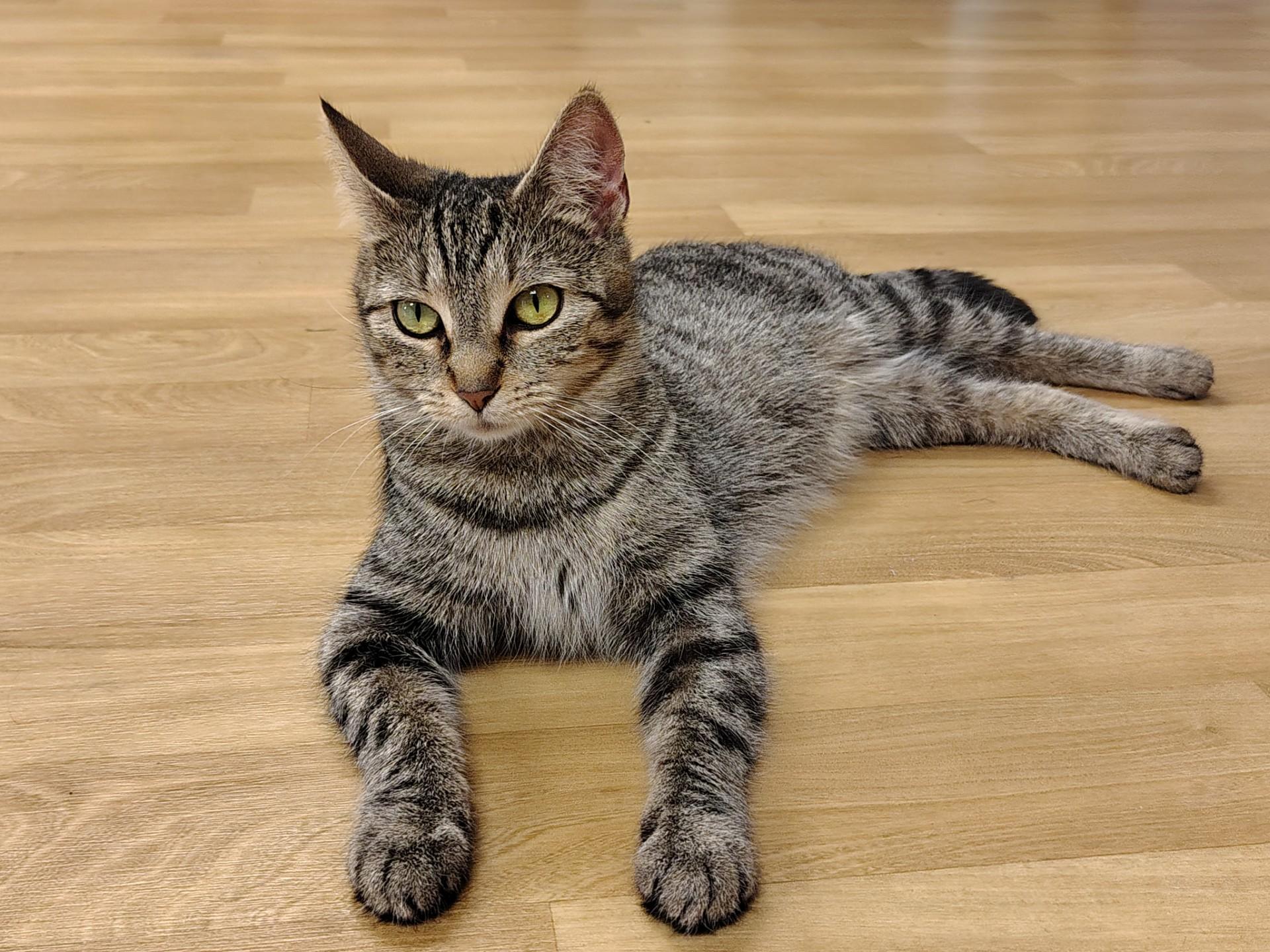 Enlarge Mama Cady, an adopted mixed breed in Montour Falls, NY image 2/4