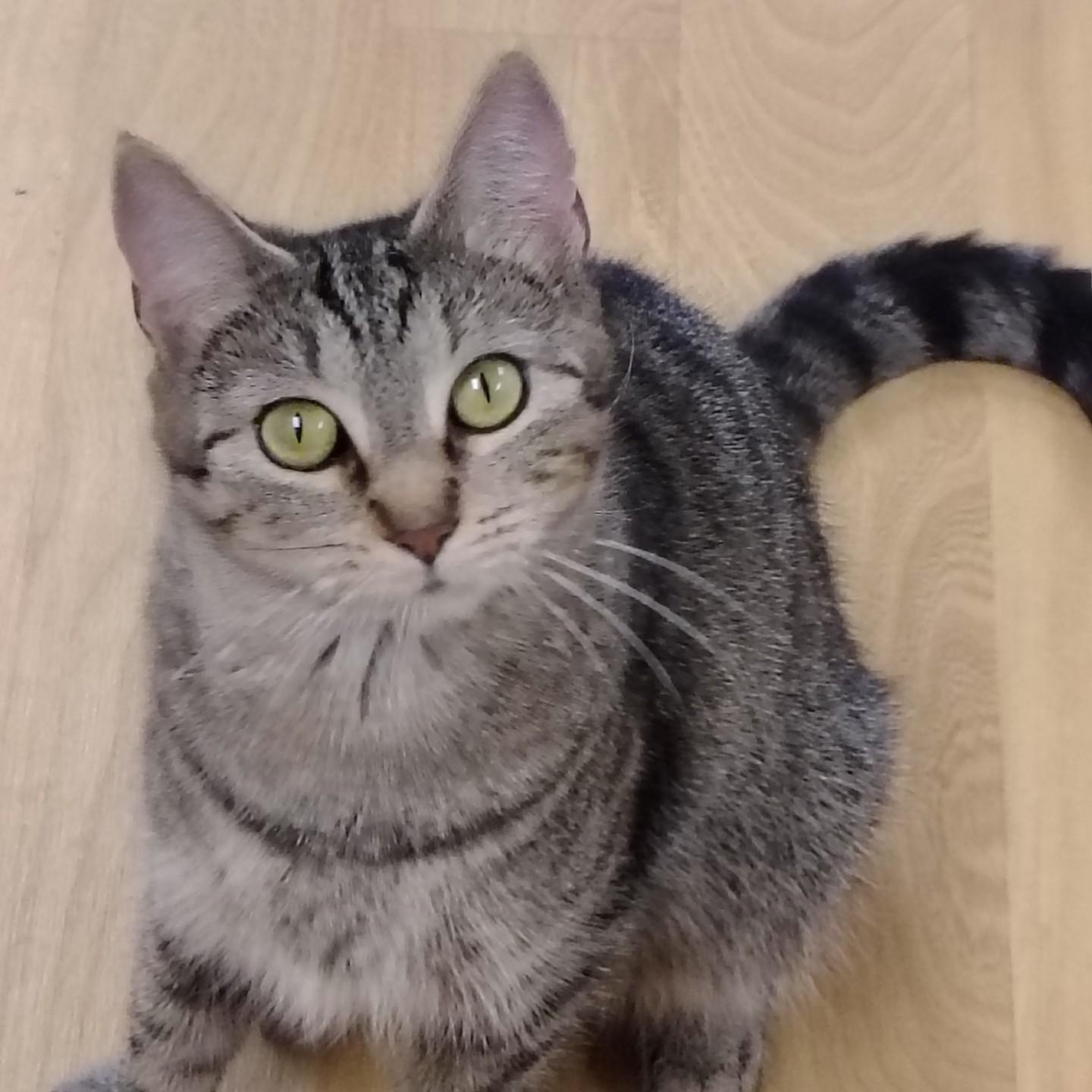 Mama Cady, adopted, Young Female Tabby & Domestic Short Hair.