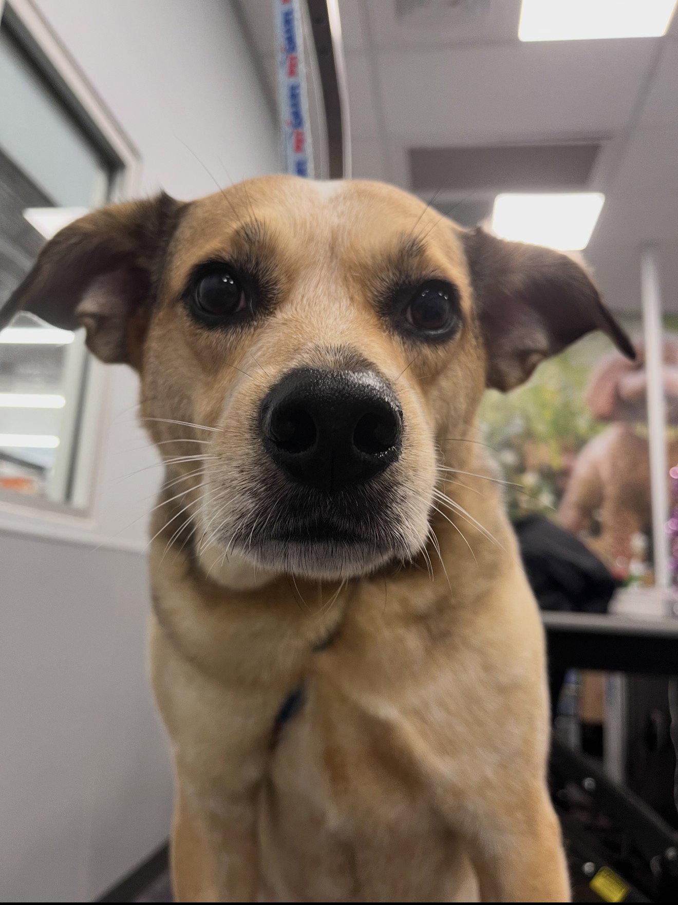 Sazzy *, Adoptable, Adult Female Australian Cattle Dog / Blue Heeler.