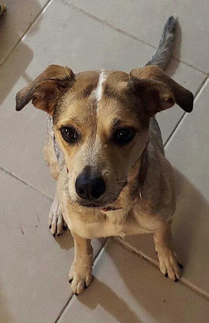 Enlarge Sazzy *, a Adoptable Australian Cattle Dog / Blue Heeler in Royal Palm Beach, FL image 2/3