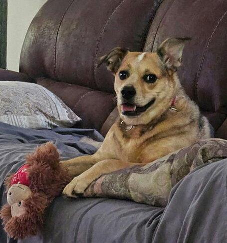 Enlarge Sazzy *, a Adoptable Australian Cattle Dog / Blue Heeler in Royal Palm Beach, FL image 3/3