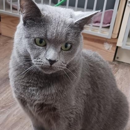 Cranberry, a ADOPTABLE Domestic Short Hair in Waterdown, ON image 1/2