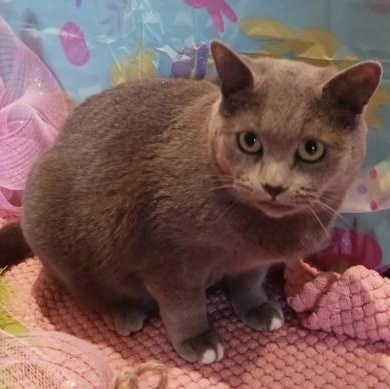 Cranberry, a ADOPTABLE Domestic Short Hair in Waterdown, ON image 2/2
