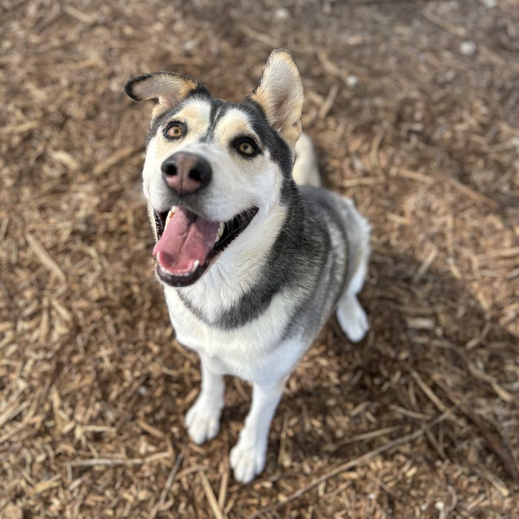Enlarge BINDI, a Adoptable mixed breed in Kyle, TX image 1/6